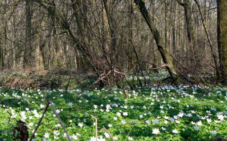 Fruehlingslichtung Fruehlingslichtung