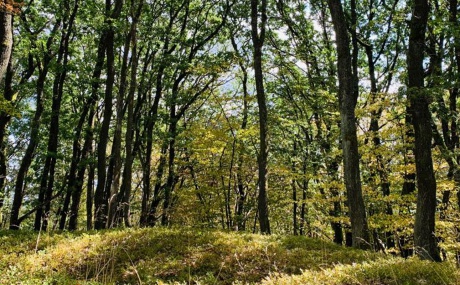 Herbstwald Herbstwald