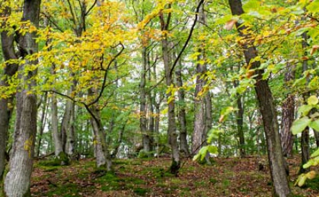 Herbstwald M