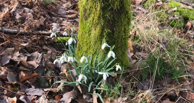 SchneeglÃ¶ckchen im Kellerwald