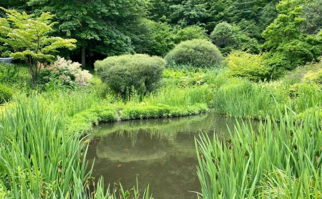 Teich im Kurpark im Sommer