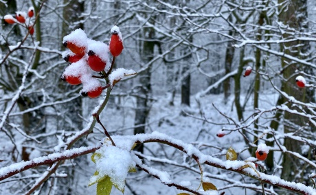 Winter Waldbaden