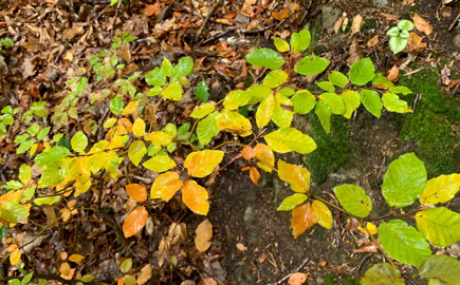 Herbstast Blaetter