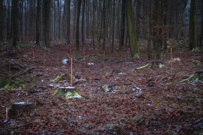 Pflanzflaeche Der Aktion Waldbaden 4.12.21