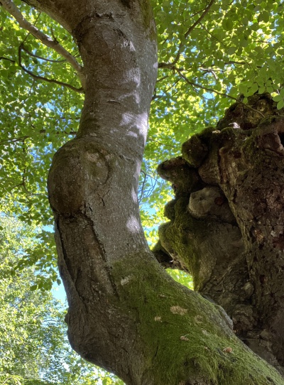 Baum im Halloh