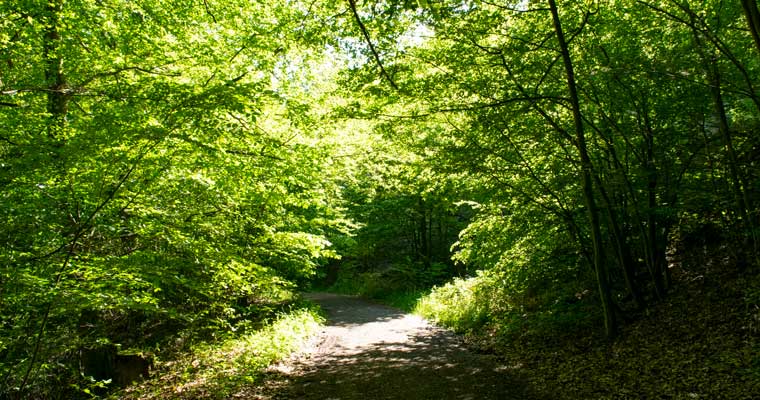 Weg in den Wald