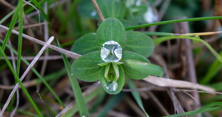 Klee Wassertropfen