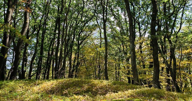 Lichtung Herbstwald