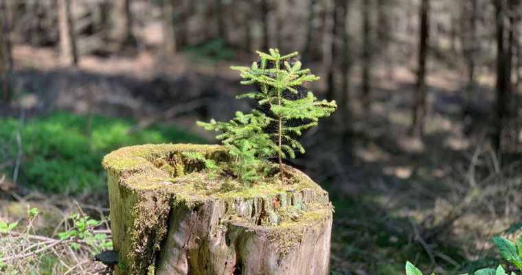 Kleiner Baum auf altem Stamm